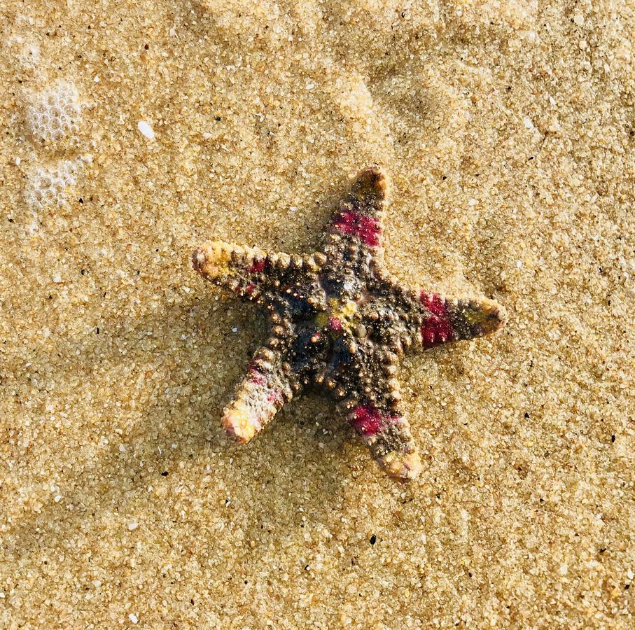 Starfish Beach Bungalows Arugam Kudah Eksteriør bilde