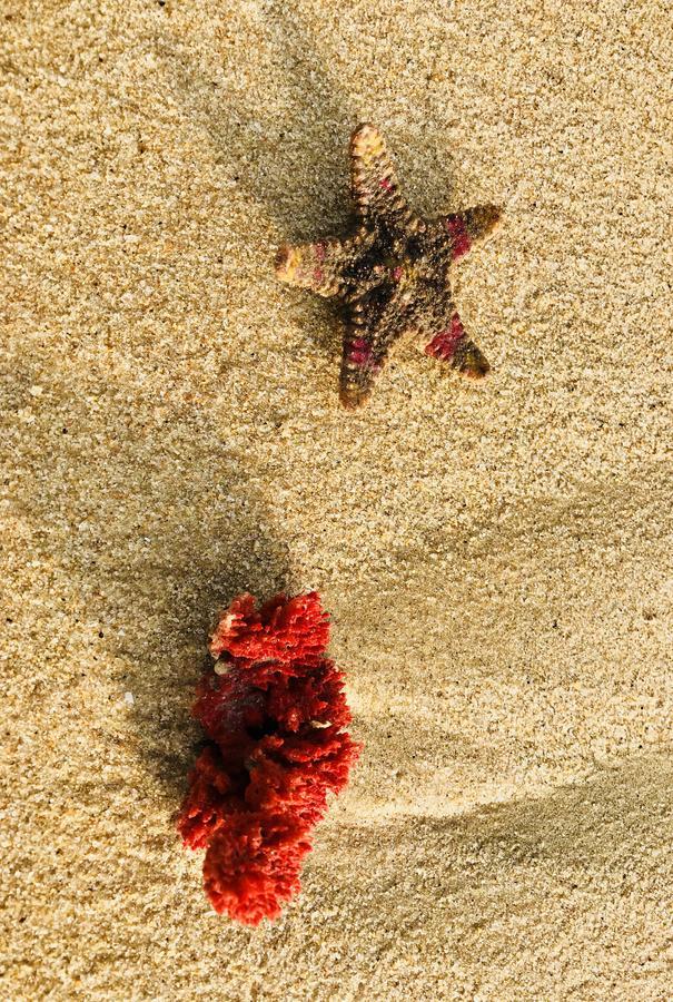 Starfish Beach Bungalows Arugam Kudah Eksteriør bilde